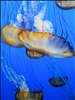 DSC24283, Sea Nettle ("Chrysaora Fuscescens"), Monterey Bay Aquarium, Monterey, California, USA